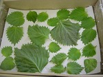 DSCN1593.jpg