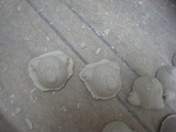 IMG_7886.jpg