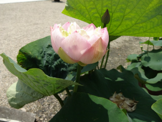 sDSC00453.jpg