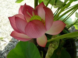 sDSC00454.jpg