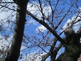 IMG_1411.jpg