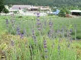IMG_2036.jpg