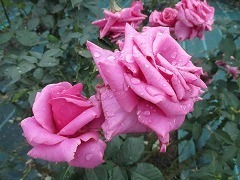 IMG_4401.jpg