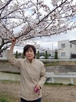 4.2hanami7.jpg