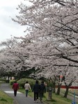 4.2hanami8.jpg