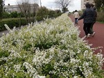 4.2hanami9.jpg
