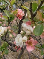 CIMG0253.jpg