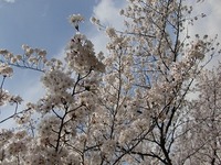 CIMG0274.jpg