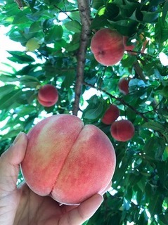 IMG-1720.jpg